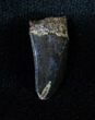 Inch Nanotyrannus Tooth #3141-1